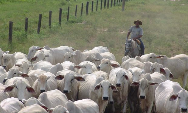 Brasil reduz abate bovino e elevou de aves e suínos em 2021