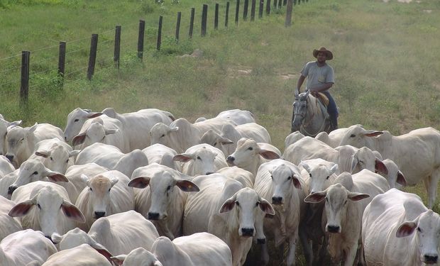 IBGE indica queda no abate de frango e alta em bovinos e suínos