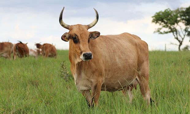 Trabalho ajudará no esforço de conservação da raça bovina, reconhecida como a mais adaptada às condições do Pantanal. (Foto - Embrapa)