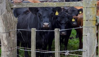 Los niveles de alerta por estrés calórico en el ganado llegan al centro y norte del país