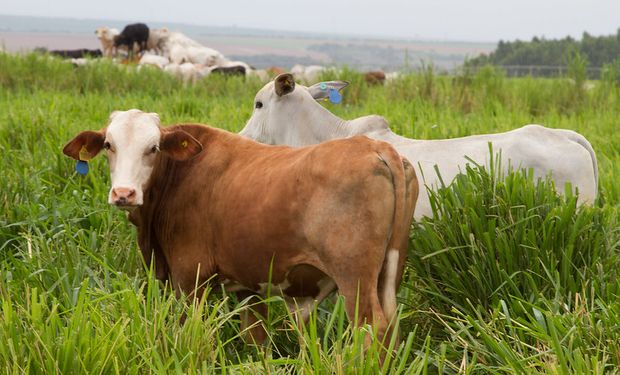 Rebanho bovino atingiu recorde de 234,4 milhões de cabeças. (Foto-CNA)