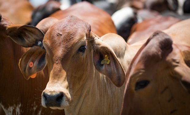 MG aposta nos cochos automatizados para ter bovinos mais eficientes