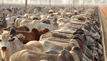 Produção de carne bovina em 2024 terá novo recorde, aponta Conab