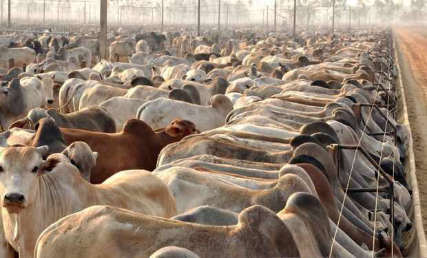 Produção de carne bovina em 2024 terá novo recorde, aponta Conab