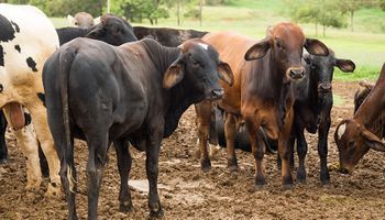 Abates de bovinos e suínos atingem recorde no terceiro trimestre, diz IBGE