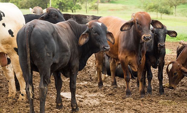 Abate de bovinos cresceu 12,2% em relação, totalizando 8,93 milhões de cabeças. (Foto - Foto: Licia Rubinstein/IBGE)