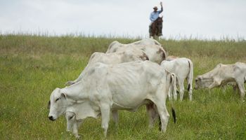 Cotação da arroba bovina volta a operar acima de R$ 300 após dois meses