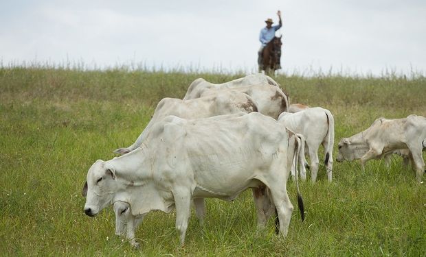 O pior já passou em termos de queda de preços, o que, dependendo do caso, pode não ser tão ruim. (foto - CNA)