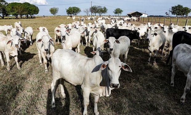 Segundo o Ibama, o número de embargos de propriedades cresceu 93% no primeiro trimestre de 2023.