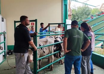 Primeiros bovinos chegam à Expodireto Cotrijal e abrem movimentação de animais da feira