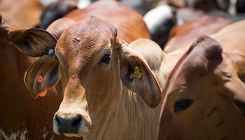 Exportações de carne bovina caem 29% em receita em fevereiro, diz Abrafrigo