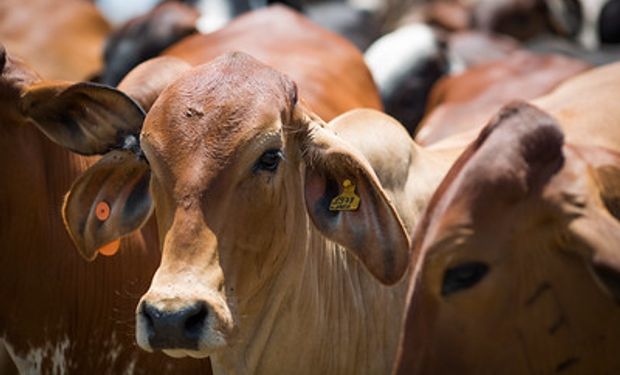 Mesmo com suspensão, China continua sendo o maior importador da carne bovina brasileira em 2023. (foto - CNA/Senar)