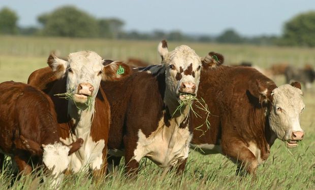 La faena de vacas creció un 24 % por la sequía y se encienden las alarmas ante una fuerte caída en las preñeces