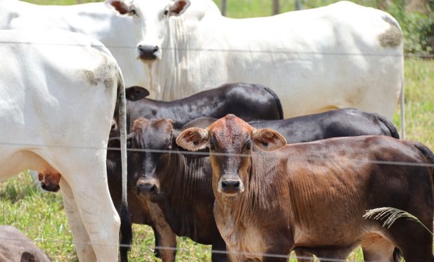 Abate de bovinos sobe 24,1%, enquanto de frangos e suínos cai no 1º trimestre