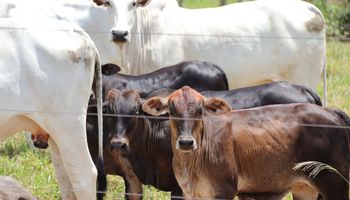 Exportações de carne bovina desaceleram em junho e receita cai 11%