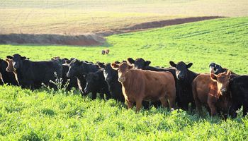 Paraná teme nova alta de casos de cisticercose bovina