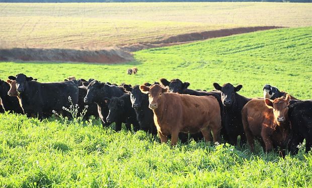 Homem se contamina com ingestão de carne crua ou mal passada. (foto - Faep)