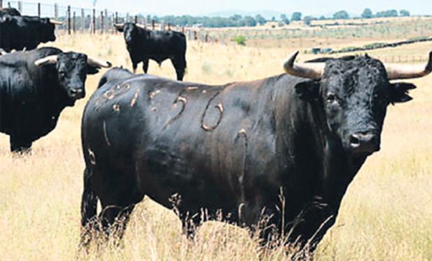 Productores utilizan esta tecnología para repoblar su ganado con toros con los mejores genes. Apuestan así a impulsar sus ganancias en el futuro.