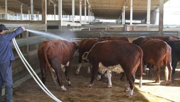 Uruguay: precio planchado con una faena vacuna muy elevada