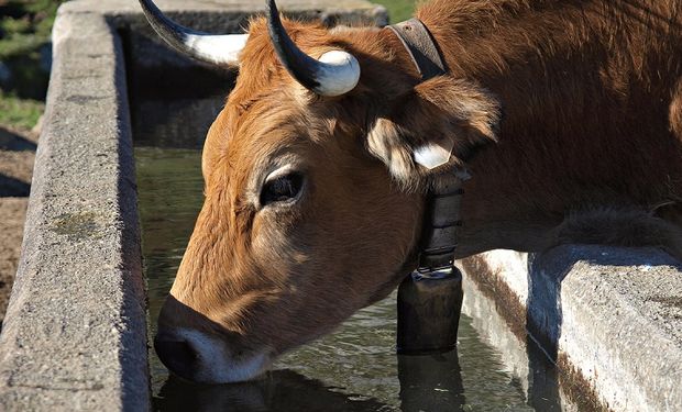 Si bien hay varios factores que inciden en un buen aprovisionamiento de agua, uno de los más importantes es el mantenimiento correcto de aguadas y bebederos a lo largo del año.