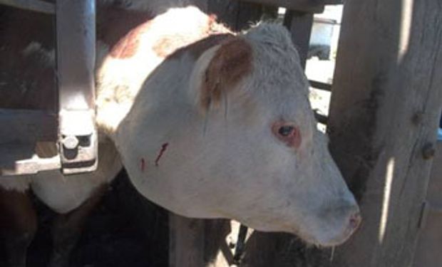 Alerta: alta incidencia de Actinobacilosis bovina