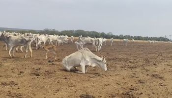 Fazendeiro é multado em mais de R$ 3 milhões por maus-tratos a gado em MT