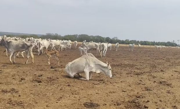 Fazendeiro é multado em mais de R$ 3 milhões por maus-tratos a gado em MT