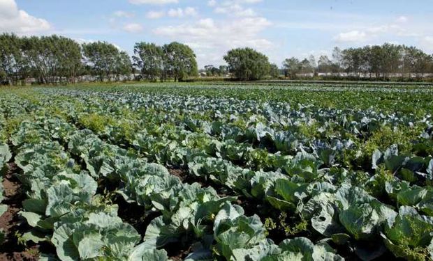 Establecen la obligatoriedad de las buenas prácticas agrícolas para la producción de hortalizas