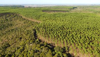Dinheiro em árvore: Bracell entrega projeto para fábrica de celulose de R$ 16 bilhões em MS