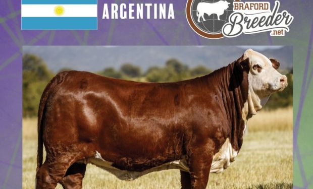 El "Miss World" de Braford fue para una cabaña argentina: "Ganas sobran, la ganadería es pasión y gran esfuerzo"