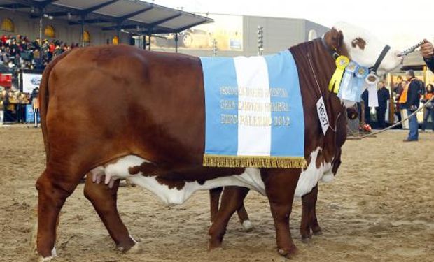 Braford brilló con los primeros grandes campeones de la Rural