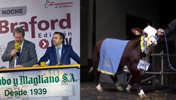 Pagaron $54.000.000 por la mitad de una ternera Braford: los precios de la subasta de reproductores y embriones
