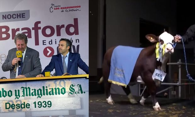 Pagaron $54.000.000 por la mitad de una ternera Braford: los precios de la subasta de reproductores y embriones