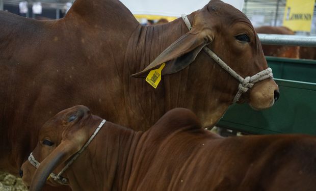 El productor que empezó con 2 vacas y hoy exporta embriones: logró “algo nunca visto” en preñez y sus terneros ganan 1,8 kilos por día