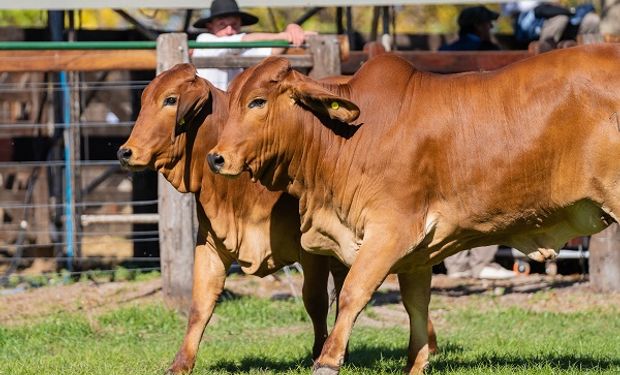 Santa Fe se consagró en la nacional de Brahman: las cabañas que llevaron grandes campones a Corrientes