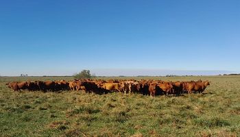 Itá Sirí: el sistema de una cabaña familiar de Corrientes que logró llegar al 90% de preñez