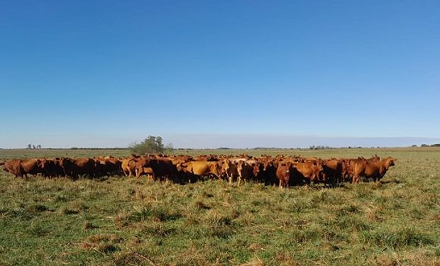 Itá Sirí: el sistema de una cabaña familiar de Corrientes que logró llegar al 90% de preñez