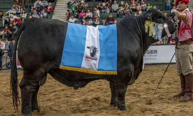 El Gran Campeón Macho de la raza Brangus, ayer: el box 774, de Agrodec. Foto: Daniel Sempé / SRA