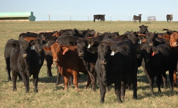 Según sus criadores, va en camino de ser la segunda, superando a la Hereford.