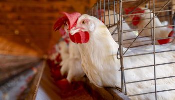 Brasil e Argentina firmam acordo de regionalização para gripe aviária e Doença de Newcastle