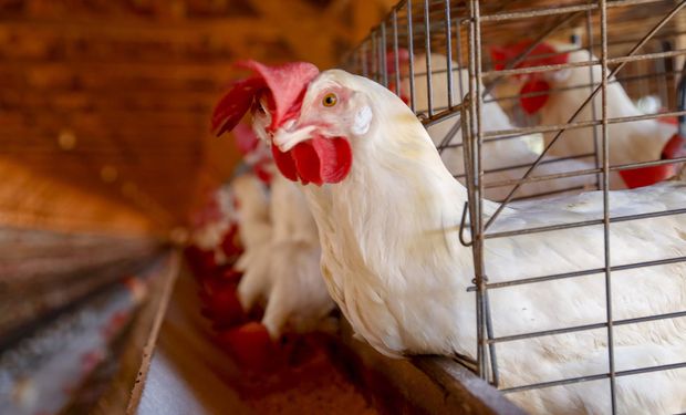 acordo abrange aves vivas, ovos férteis, pintos de um dia, carne de aves, ovos e ovoprodutos. (Foto: Gilson Abreu/AEN)