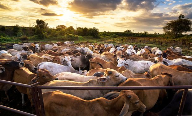 Brasil adopta más feedlots para atender la demanda china de carne