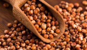 Brasil habilita primeiros estabelecimentos para exportação de DDGs e sorgo à China