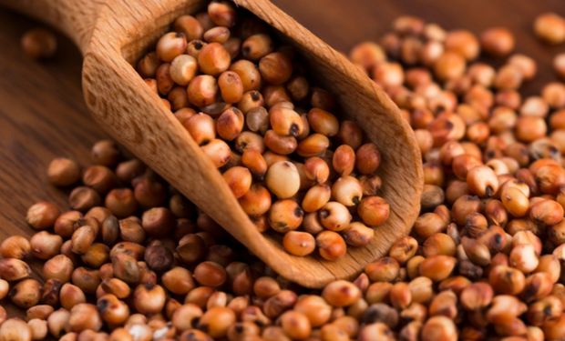 Brasil habilita primeiros estabelecimentos para exportação de DDGs e sorgo à China