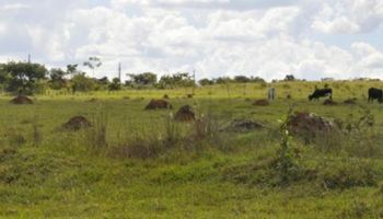 Brasil e Japão fecham parceria para recuperar pastagens degradadas 