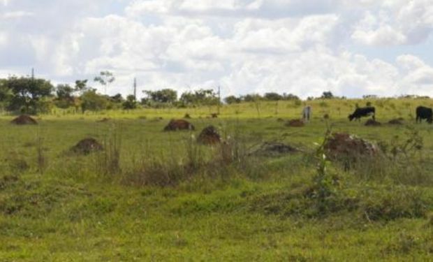 Brasil e Japão fecham parceria para recuperar pastagens degradadas 