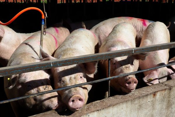 Brasil-tem-alta-nas-exportacoes-de-carne-suina-e-de-frango-em-outubro-setor-projeta-novo-recorde-em-2025