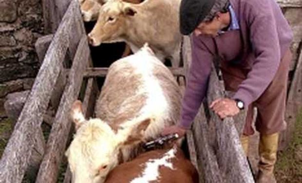 Brasil avanza contra la fiebre aftosa