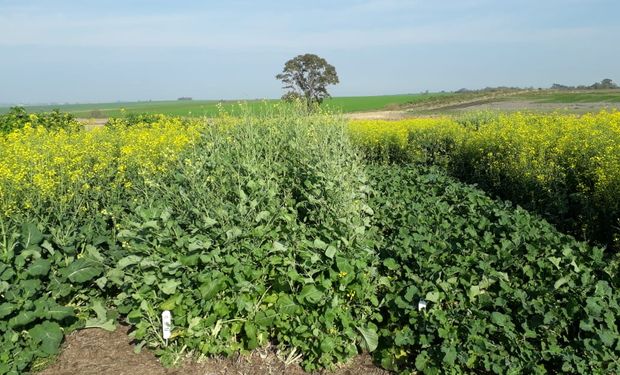 Presentan a la carinata como un cultivo alternativo para el periodo invernal: qué beneficios tiene