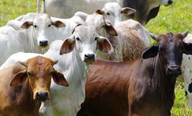 Aseguran que el ganado bovino no es responsable del cambio climático atribuido a las emisiones de CO2.